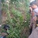 Polres Mesuji Selidiki Penemuan Mayat Siswi SMA Didalam Parit