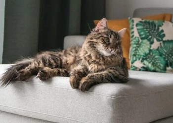 Tips Efektif dalam Merawat Kucing Persia