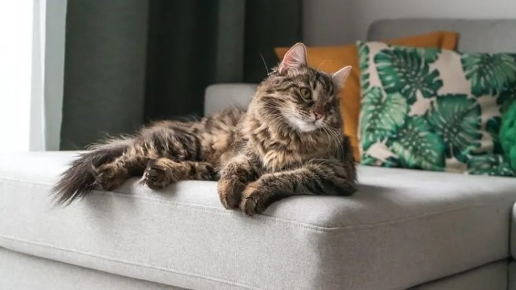 Tips Efektif dalam Merawat Kucing Persia