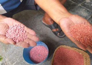 Peringatan: Maraknya Peredaran Pupuk Palsu, Ancaman bagi Pertanian dan Masyarakat