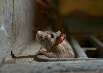 Tikus Musnah! Trik Cerdas dan Bahan Dapur!