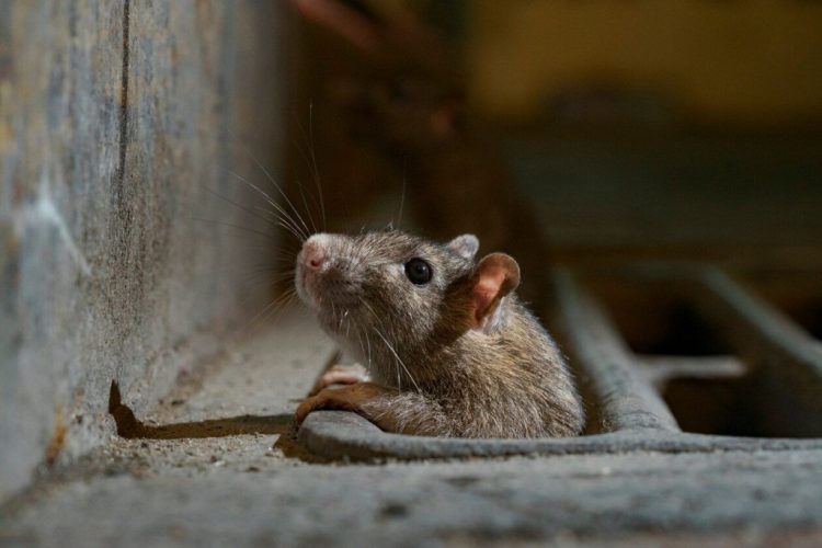 Tikus Musnah! Trik Cerdas dan Bahan Dapur!