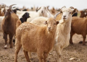 Cara Memilih Hewan Kurban yang Tepat