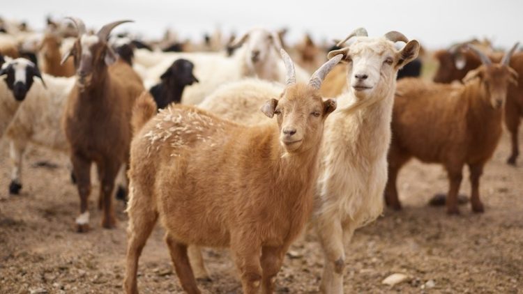 Cara Memilih Hewan Kurban yang Tepat