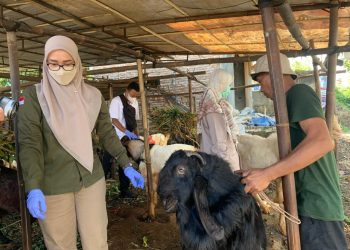 Pemkab Pesawaran Siapkan Pemeriksaan Kesehatan Hewan Kurban Menjelang Idul Adha