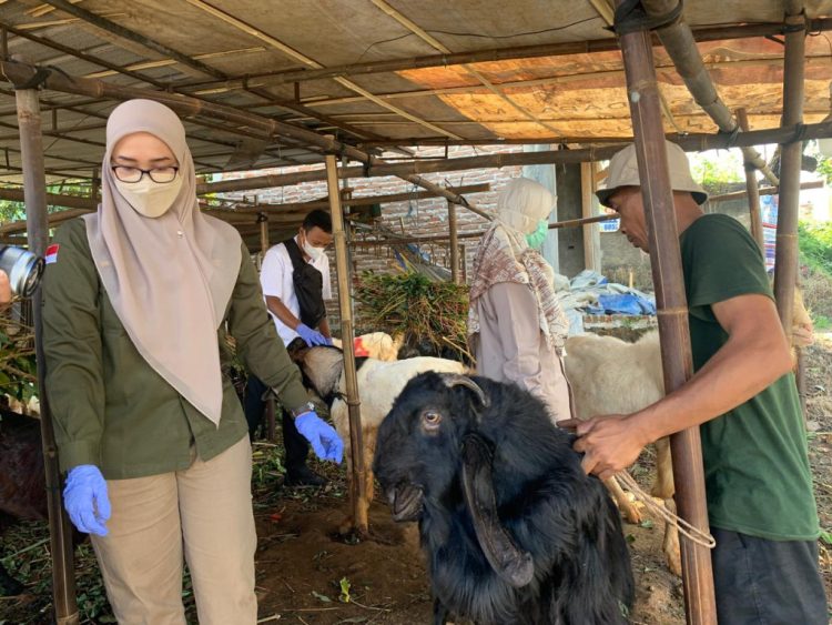 Pemkab Pesawaran Siapkan Pemeriksaan Kesehatan Hewan Kurban Menjelang Idul Adha