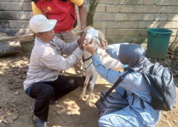 Pemeriksaan Hewan Qurban di Pringsewu: Tidak Ada Penyakit yang Ditemukan Menjelang Perayaan Idul Adha