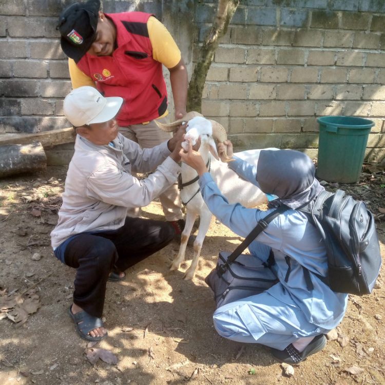 Pemeriksaan Hewan Qurban di Pringsewu: Tidak Ada Penyakit yang Ditemukan Menjelang Perayaan Idul Adha