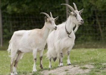 Langkah Bijak dalam Memilih Kambing Kurban yang Berkualitas