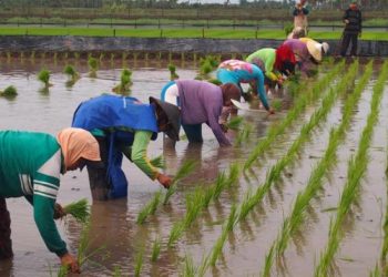 Sedang Ramai Diaplikasikan, Ini Penjelasan Sistem Menanam Padi dengan Cara Tabela