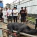 Rutan Sukadana Gelar Pemotongan Hewan Qurban pada Hari Raya Idul Adha 1445H