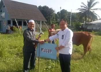 ASDP Bagikan 20 Sapi dan 100 Kambing Kurban di Seluruh Indonesia untuk Idul Adha 1445 H