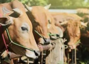 Tips Penting: Memilih Hewan Kurban yang Sehat dan Berkualitas