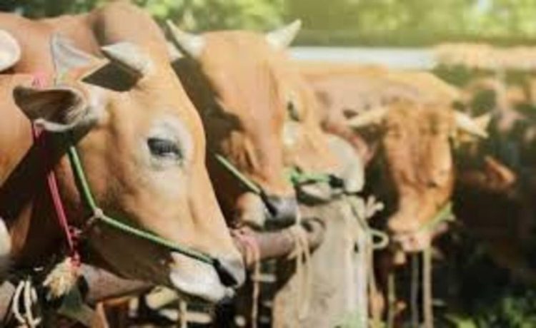 Tips Penting: Memilih Hewan Kurban yang Sehat dan Berkualitas