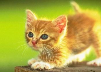 Merawat Anak Kucing yang Tidak Memiliki Induk: 5 Hal yang Perlu Anda Perhatikan