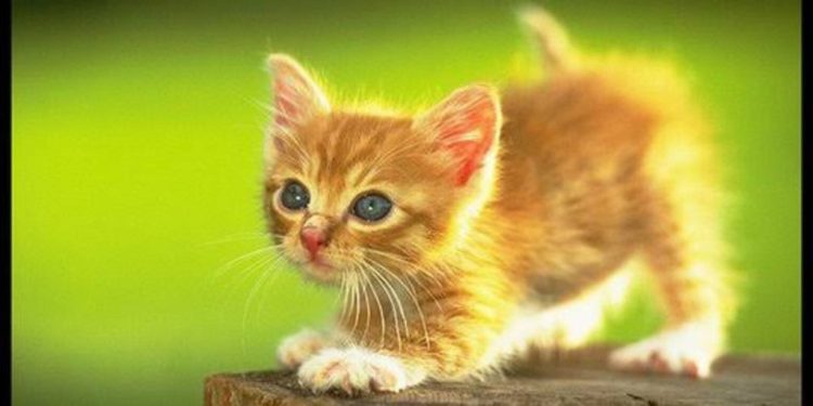 Merawat Anak Kucing yang Tidak Memiliki Induk: 5 Hal yang Perlu Anda Perhatikan