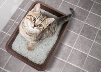 Begini 4 Cara Efektif Mengajari Kucing untuk Buang Air di Pasir