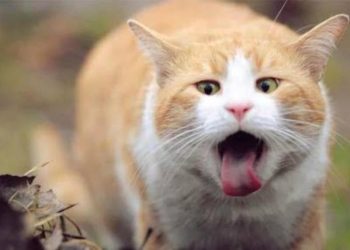 JANGAN SALAH!Begini 9 Cara Efektif Menangani Kucing yang Keracunan 