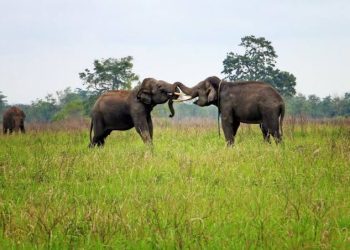 Ini Aktivitas Seru yang Bisa Dilakukan Saat Liburan ke Taman Nasional Way Kambas