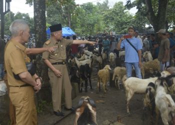 Sekda Lampung Tengah Tinjau Pasar Kambing Adi Jaya untuk Pastikan Kesiapan Idul Adha