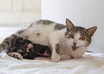 BUKAN MITOS!Ini 4 Faktor Penyebab Induk Kucing Memakan Anaknya yang Baru Dilahirkan