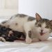 BUKAN MITOS!Ini 4 Faktor Penyebab Induk Kucing Memakan Anaknya yang Baru Dilahirkan
