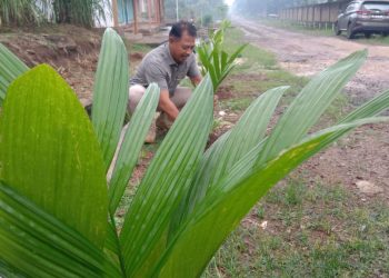Desa Sripendowo Memulai Inisiatif Hijau dengan 15 Ribu Pohon Pinang