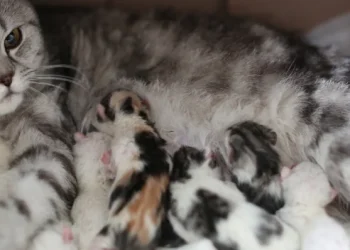 Ini Tanda Kucing Peliharaan akan Melahirkan