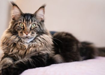 Bukan Oyen, Ini 5 Ras Kucing Terkuat Beserta Asalnya