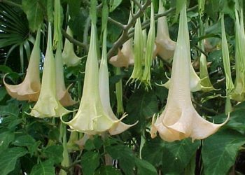 VIRAL!Ini 4 Manfaat Positif dari Buah Kecubung Jika Diolah dengan Benar