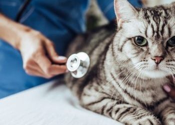 Berapa Lama Kucing Hamil?Ini Penjelasannya