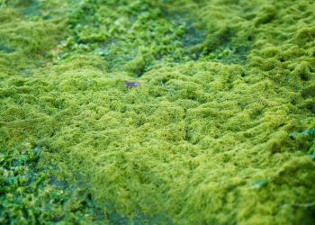 Prospek Bisnis: Potensi Olahan Rumput Laut dari Mie Instan hingga Jus untuk UMKM