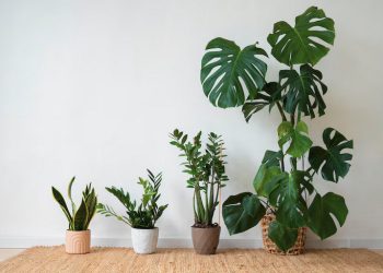 BIKIN BETAH!7 Jenis Tanaman yang Bakal Mempercantik Tampilan Vertical Garden untuk di Rumah dan di Kantor