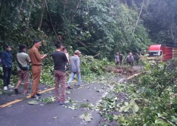 Pohon Tumbang di KM 17 Jalan Lintas Liwa-Krui: Polres Lampung Barat Terapkan Sistem Buka Tutup Jalur