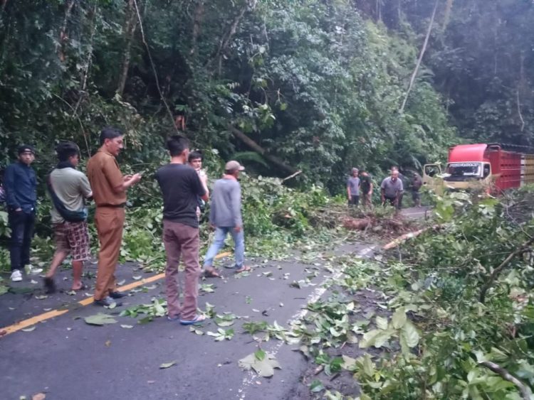 Pohon Tumbang di KM 17 Jalan Lintas Liwa-Krui: Polres Lampung Barat Terapkan Sistem Buka Tutup Jalur