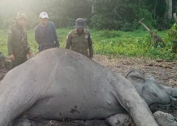 Gajah Sumatera Liar Ditemukan Tewas di Taman Nasional Way Kambas