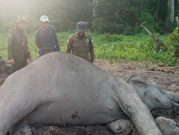 Gajah Sumatera Liar Ditemukan Tewas di Taman Nasional Way Kambas