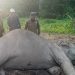 Gajah Sumatera Liar Ditemukan Tewas di Taman Nasional Way Kambas