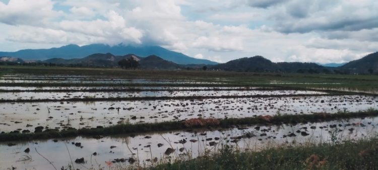 Dinas Pertanian Pringsewu Siap Dukung Swasembada Pangan Nasional