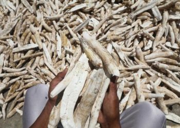 Banyak Perusahaan di Lampung Abaikan Harga Beli Singkong yang Sudah Disepakati