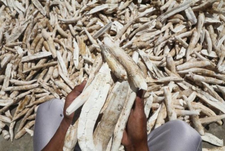 Banyak Perusahaan di Lampung Abaikan Harga Beli Singkong yang Sudah Disepakati