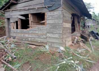 Kawanan Gajah di Tanggamus Tewaskan Seorang Warga: Tragedi di Ujung Konflik Manusia dan Satwa Liar