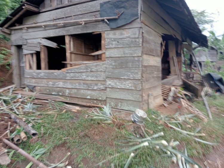 Kawanan Gajah di Tanggamus Tewaskan Seorang Warga: Tragedi di Ujung Konflik Manusia dan Satwa Liar