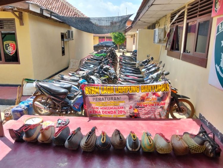 Polisi Gerebek Sabung Ayam di Pringsewu, Puluhan Motor dan Ayam Aduan Diamankan