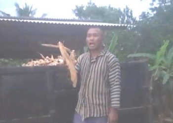 Krisis Petani Singkong di Lampung: Pabrik Tutup, Harga Anjlok, Panen Terancam Busuk