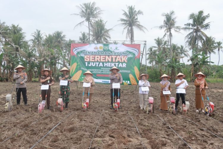 Gerakan Penanaman Jagung 1 Juta Hektar di Lampung Selatan Dukung Swasembada Pangan
