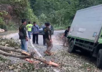 Tim URC UPTD 1 Dinas BMBK Tangani Pohon Tumbang di Jalan Pematang Liang
