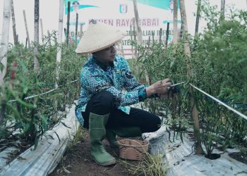 Panen Raya Cabai di Adiluwih, Bupati Pringsewu Dukung Inovasi dan Ketahanan Pangan