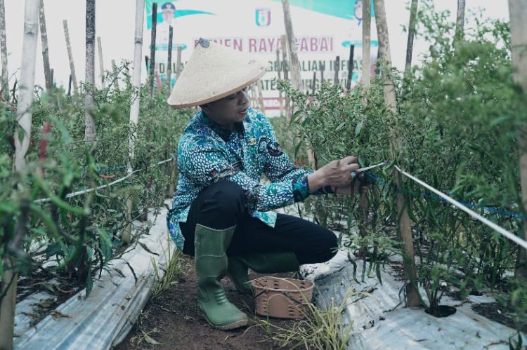 Panen Raya Cabai di Adiluwih, Bupati Pringsewu Dukung Inovasi dan Ketahanan Pangan