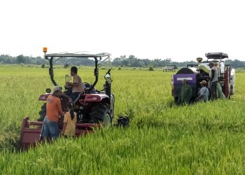 Panen Raya di Jabung: Simbol Ketahanan Pangan dan Harapan Petani Lampung Timur